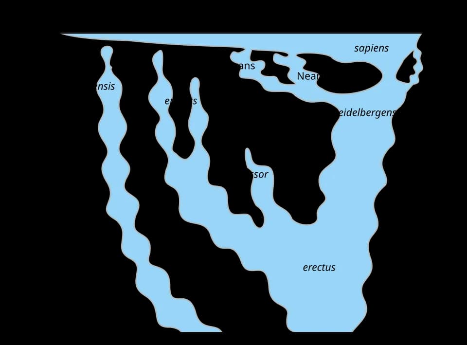 Scientific diagram showing Homo sapiens within the branching human evolutionary tree