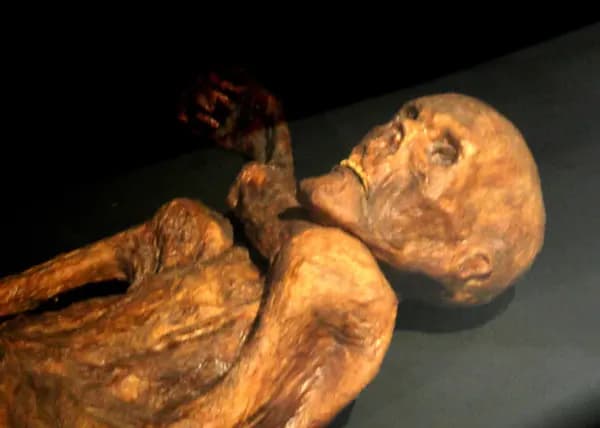 Museum display of Ötzi’s mummified body lying with one arm across the chest