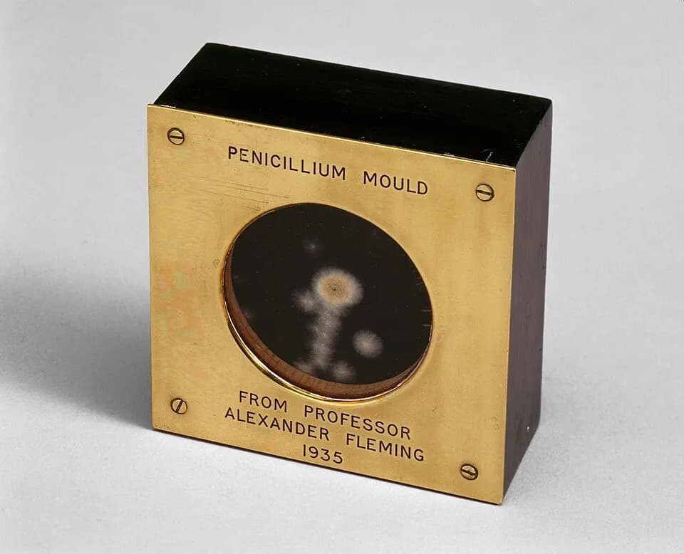Laboratory image representing Alexander Fleming’s observation of penicillin acting on bacteria