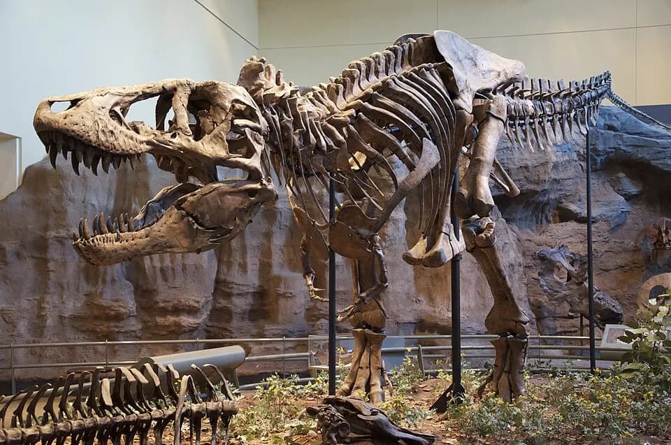 Fossil skull and skeleton of a Tyrannosaurus rex specimen in a museum